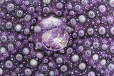 Deniz kabuğu mor echinoidea - büyük iskelet izole makro