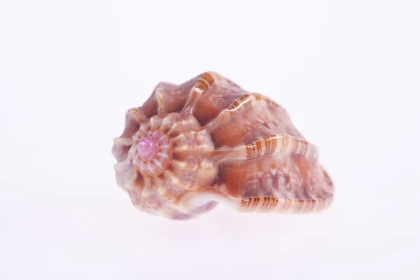 Aislamiento de la concha marina sobre fondo blanco —  Fotos de Stock