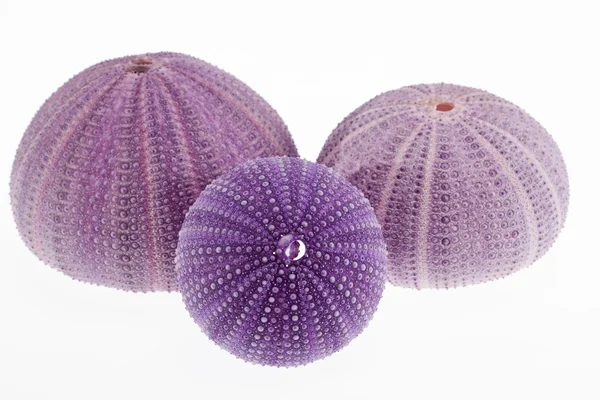 Groep van skeletten van zee shell violet echinoidea geïsoleerd op witte achtergrond-macro — Zdjęcie stockowe