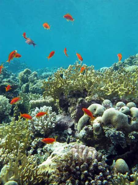 サンゴ礁と火災のサンゴやエキゾチックな魚 anthias 青い水の背景に熱帯海の底 — ストック写真