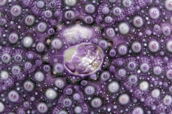 Geïsoleerde grote skelet van zee shell violet echinoidea - macro — Stockfoto