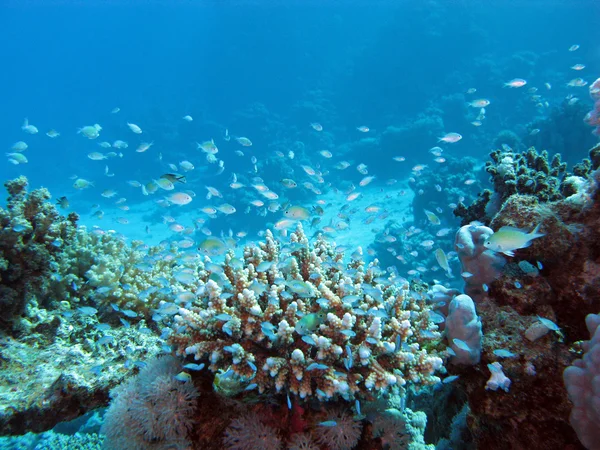 Arrecife de coral en el fondo marino de Tke a gran profundidad sobre un fondo de agua azul —  Fotos de Stock