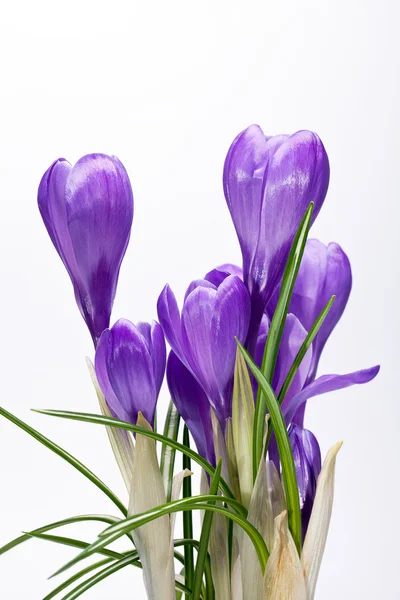 Einige Blüten von violetten Krokussen isoliert auf weißem Hintergrund — Stockfoto