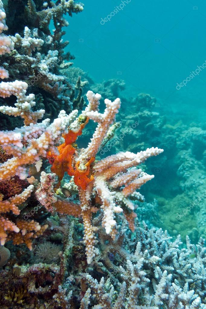 Images ocean sponge Coral reef with sea sponge at the bottom of