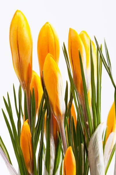 Some  flowers of yellow crocus isolated on white background — Stock Photo, Image