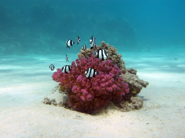 Coral reef with hard coral and exotic fishes white-tailed damselfish  at the bottom of tropical sea  on blue water background