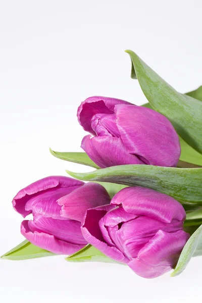 Einige violette Frühlingsblume Tulpen isoliert auf weißem Hintergrund — Stockfoto