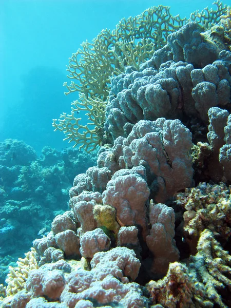 Barriera corallina con coralli duri sul fondo del mare tropicale su fondo blu — Foto Stock