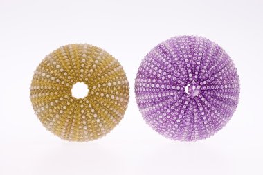 Deniz kestanesi beyaz zemin üzerine izole bazı seashell