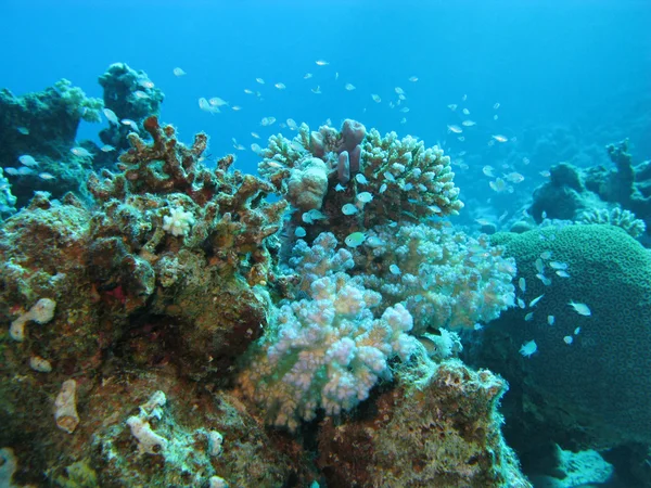Korallrev på stort djup i tropiska hav på blått vatten bakgrund — Stockfoto