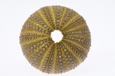 Beyaz arka plan-makro izole deniz kabuğu yeşil echinoidea iskelet