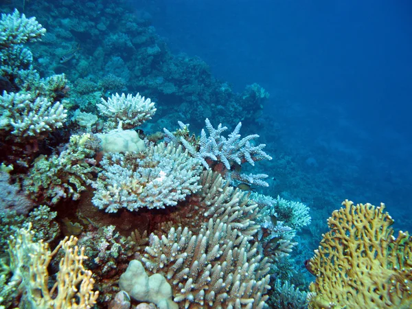 Recife de coral colorido com corais duros na parte inferior do mar tropical em fundo de água azul — Fotografia de Stock