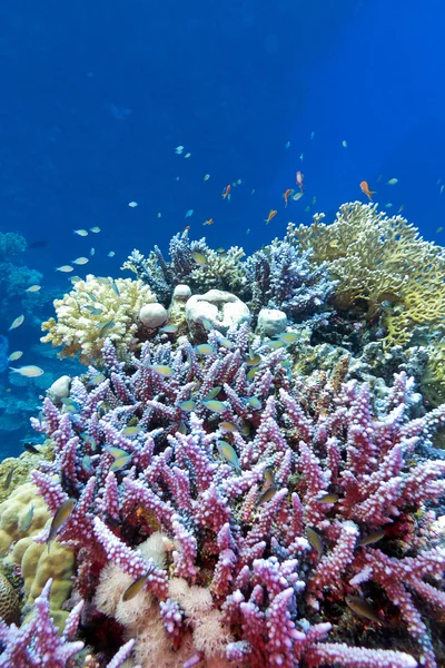 Korallrev med hårda koraller violett acropora längst ned i tropiska havet på blått vatten bakgrund — Stockfoto