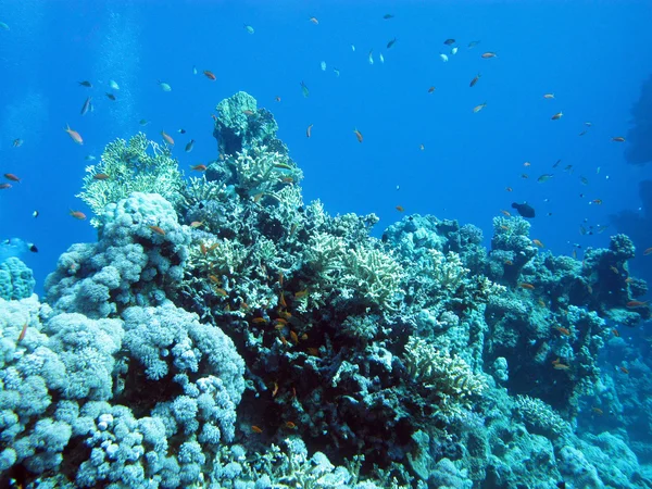 Fondo de mar tropical con arrecife de coral a gran profundidad sobre fondo de agua azul —  Fotos de Stock