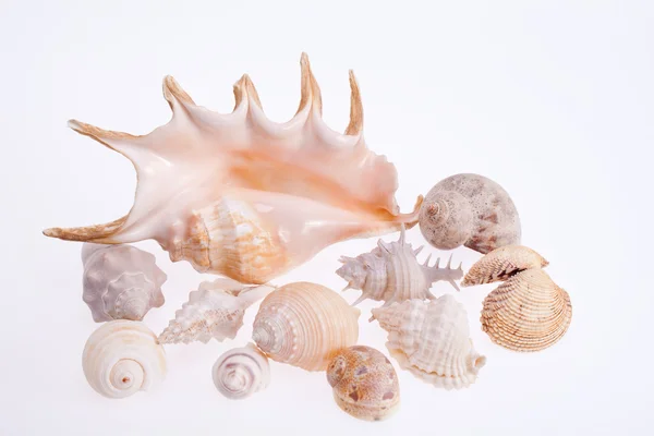 Verschillende soorten zeeschelpen geïsoleerd op witte achtergrond — Stockfoto