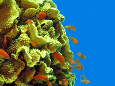 mercan ile büyük sarı mercan turbinaria reniformis ile egzotik anthias içinde tropikal deniz balıklar