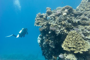 resif taşlı mercan ve dalgıçlar Mavi su arka planda tropikal Deniz dibinde carol