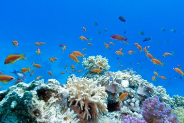 ile egzotik sert ve yumuşak mercanlar mercan kayalığı anthias mavi su arka planda tropikal Deniz dibinde balıklar