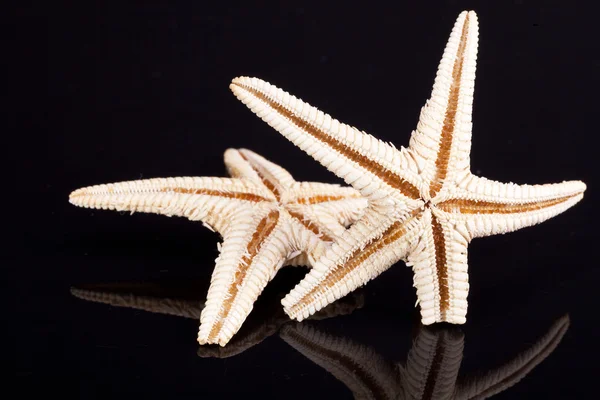 Algumas das estrelas do mar isoladas no fundo preto — Fotografia de Stock