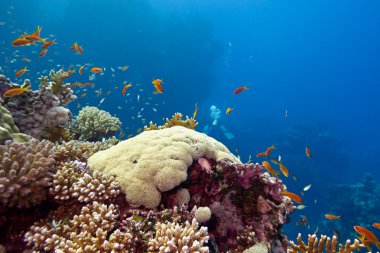 sert mercanlar ve balıklar anthias alt tropikal deniz mavi su arka plan üzerinde renkli mercan