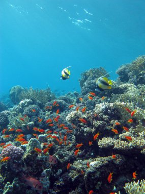 Colorful coral reef with exotic fishes at the bottom of tropical sea on blue water background clipart
