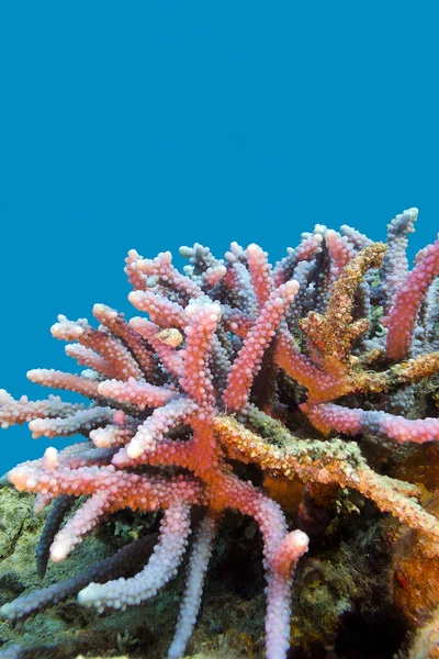 Koralliriutta, jossa on kova koralli violetti akropora trooppisen meren pohjalla sinisellä vesitaustalla — kuvapankkivalokuva