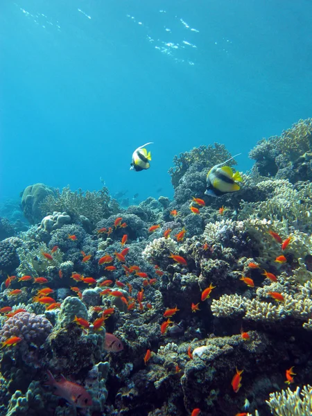 Colorful coral reef with exotic fishes at the bottom of tropical sea on blue water background — Stock Photo, Image