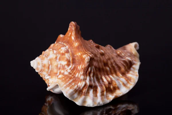 Single seashell isolated on black background — Stock Photo, Image