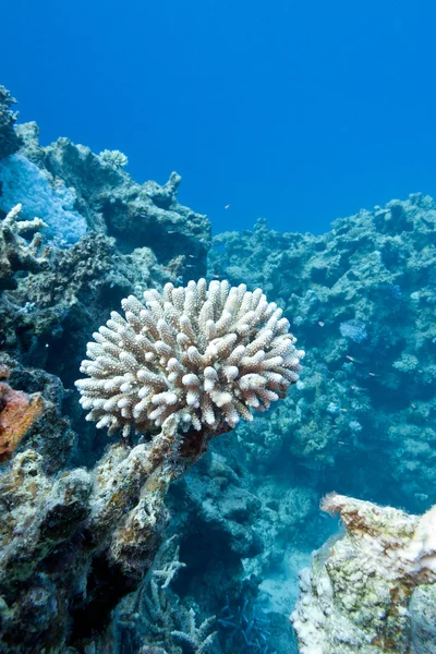 Coral reef with hard coral at the bottom of tropical sea on blue water background — Stock Photo, Image