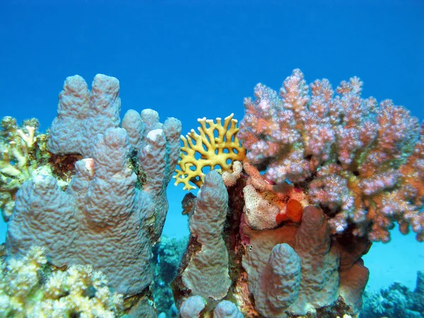 Récif corallien avec coraux durs au fond de la mer tropicale sur fond d'eau bleue — Photo