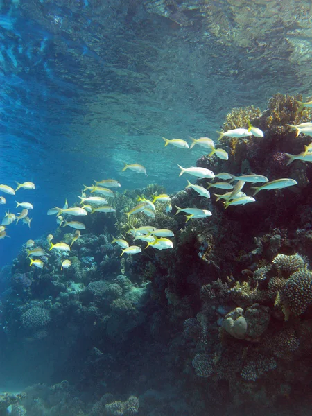 Coral reef with shoal of goatfishes and hard corals at the bottom of tropical sea on blue water background — Stock Photo, Image