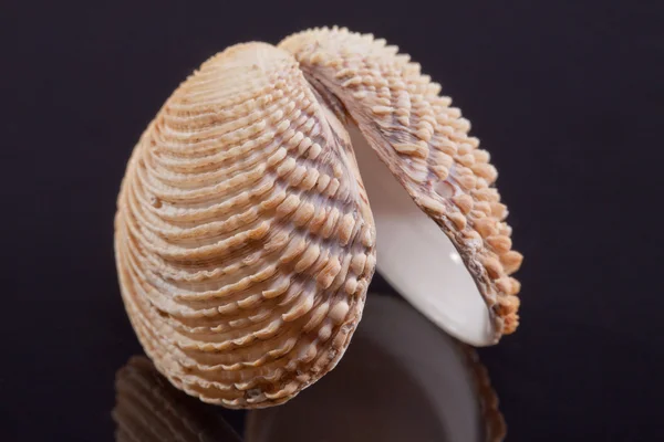 Single seashell isolated on black background — Stock Photo, Image