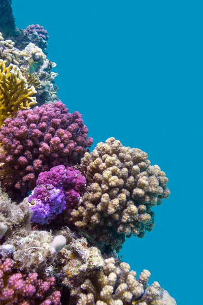 Arrecife de coral con corales violetas duros poccillopora en el fondo del mar tropical sobre fondo de agua azul —  Fotos de Stock