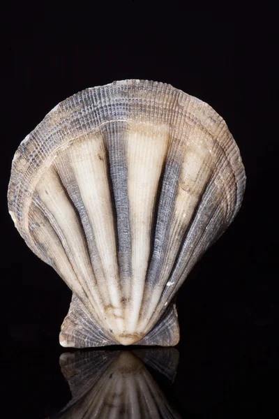 Single seashell isolated on black background — Stock Photo, Image