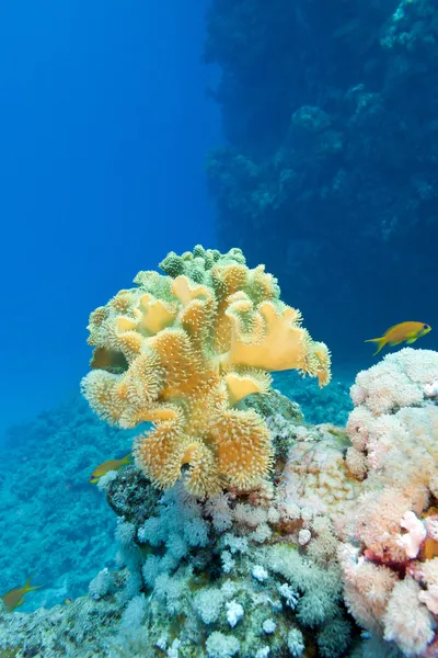 Arrecife de coral con gran coral suave amarillo en el fondo del mar tropical sobre fondo de agua azul — Foto de Stock