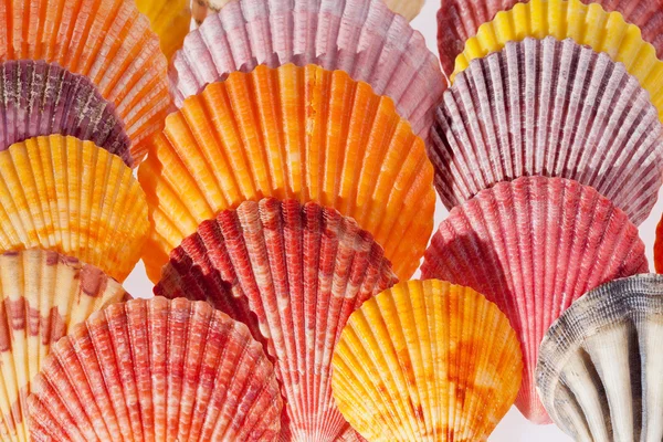 Collection of various colorful seashells on black background — Stock Photo, Image