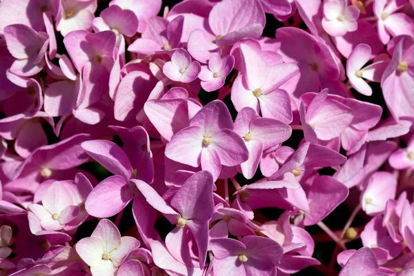 Υπόβαθρο των λουλουδιών του ροζ ορτανσίες κοντινό πλάνο — Φωτογραφία Αρχείου