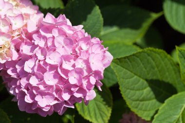 bahçede harika çiçek açması hortensias Eflatun çiçekler