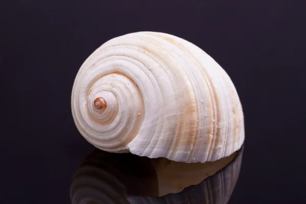 黒の背景に反射と分離された単一の貝殻 — ストック写真
