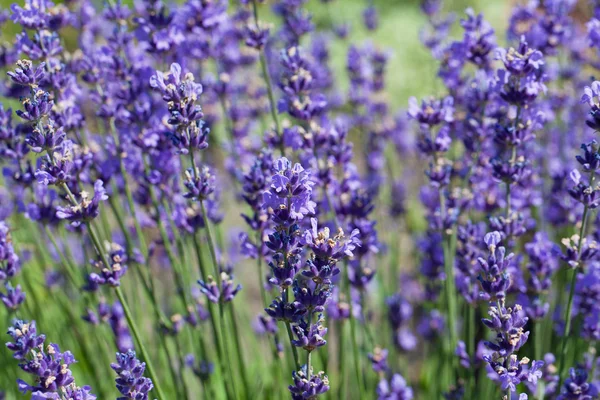 Lote de flores de lavanda violeta floreciendo en el jardín —  Fotos de Stock