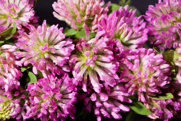 Background of group of pink clover macro — Stock Photo, Image