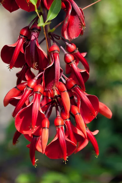 Flowering tree of erythrina crista-galli in garden close up — Stock Photo, Image