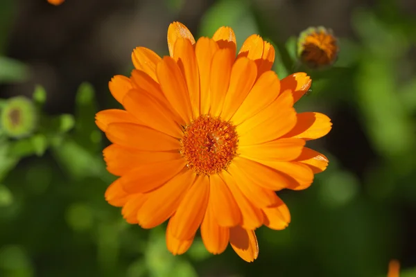 Single blooming orange margold in garden on green background — Stock Photo, Image