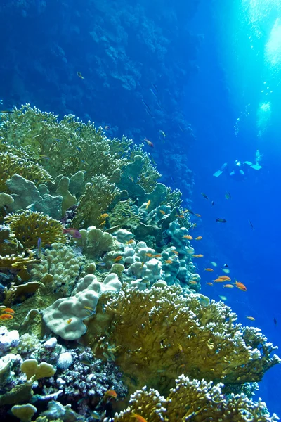 Korallenriff mit Feuerkorallen und exotischen Fischen am Grund des tropischen Meeres vor blauem Wasserhintergrund — Stockfoto