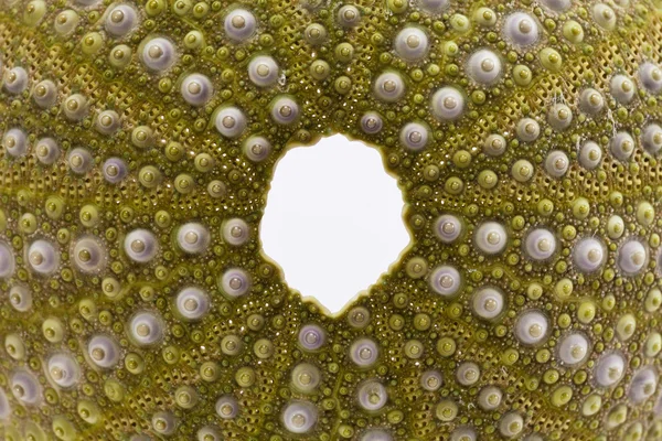 Skelett einer Muschel grüner Echinoidea isoliert auf weißem Hintergrund - Makro — Stockfoto
