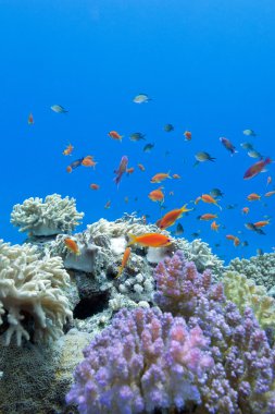 ile egzotik sert ve yumuşak mercanlar mercan kayalığı anthias mavi su arka planda tropikal Deniz dibinde balıklar