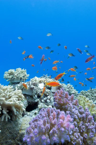 Coral reef with soft and hard corals with exotic fishes anthias on the bottom of tropical sea  on blue water background — Stock Photo, Image