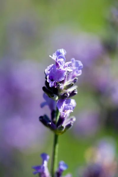 一朵鲜花，盛开在花园宏的紫色薰衣草的 — 图库照片