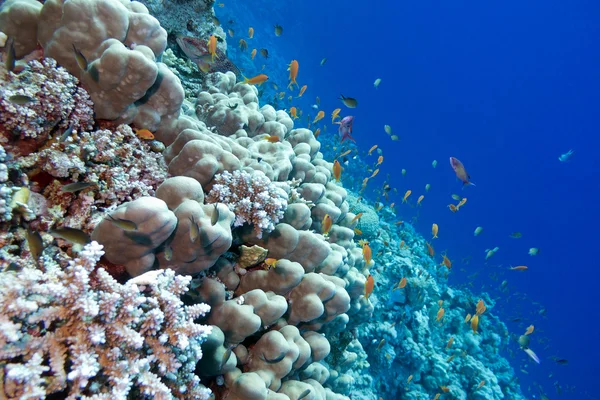 Korallenriff mit Poritkorallen und exotischen Fischen am Grund des tropischen Meeres isoliert auf blauem Wasser Hintergrund — Stockfoto