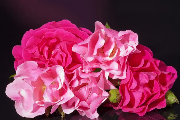 Růžové růže s poupaty izolovaných na černém pozadí — Stock fotografie